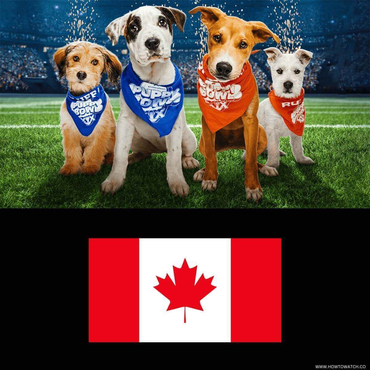 How to Watch Puppy Bowl XIX in Canada [2023]